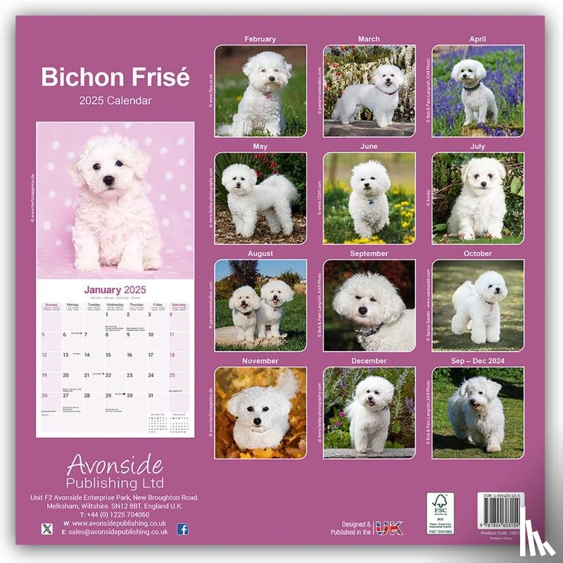 Avonside Publishing Ltd - Bichon Frise Square Wall Calendar 2025