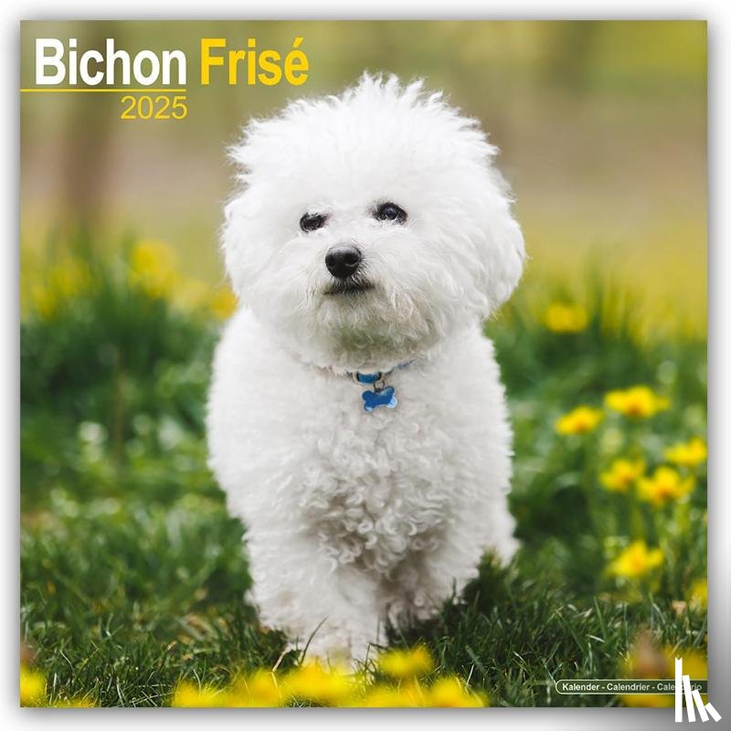 Avonside Publishing Ltd - Bichon Frise Square Wall Calendar 2025