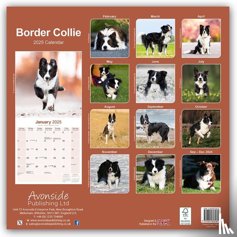 Avonside Publishing Ltd - Border Collie Square Wall Calendar 2025