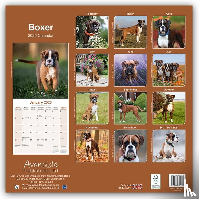Avonside Publishing Ltd - Boxer Square Wall Calendar 2025