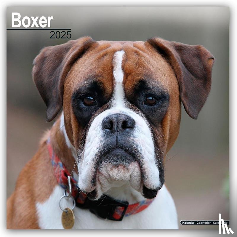 Avonside Publishing Ltd - Boxer Square Wall Calendar 2025