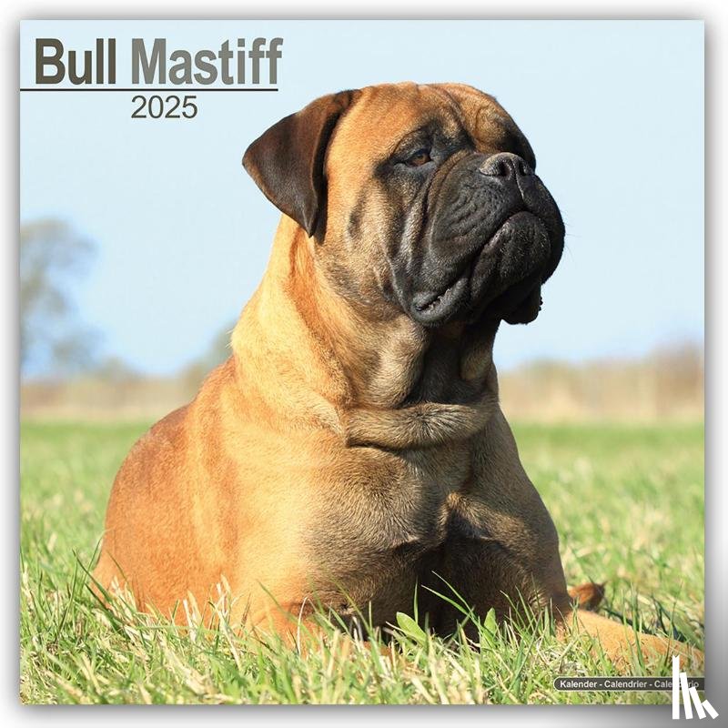 Avonside Publishing Ltd - Bull Mastiff Calendar 2025 Square Dog Breed Wall Calendar - 16 Month
