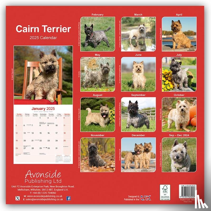 Avonside Publishing Ltd - Cairn Terrier Square Wall Calendar 2025