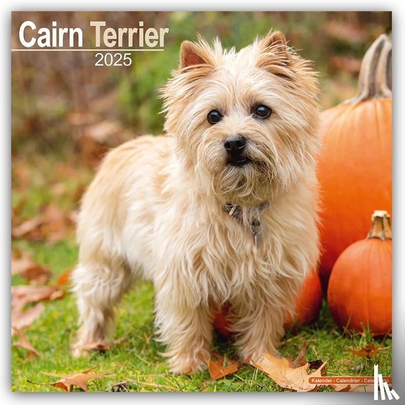Avonside Publishing Ltd - Cairn Terrier Square Wall Calendar 2025