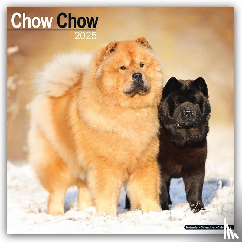 Avonside Publishing Ltd - Chow Chow Calendar 2025 Square Dog Breed Wall Calendar - 16 Month