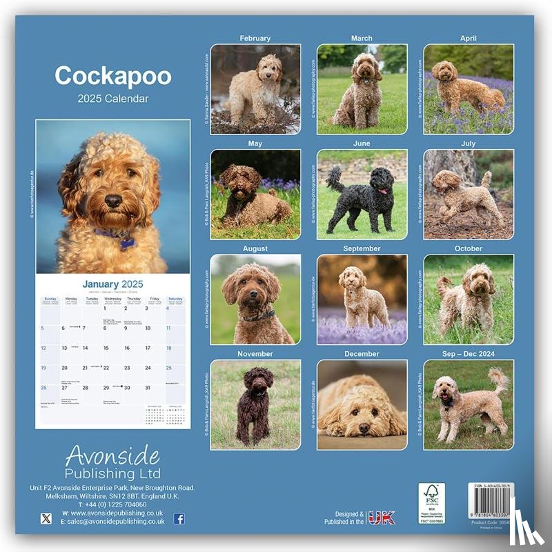 Avonside Publishing Ltd - Cockapoo Square Wall Calendar 2025