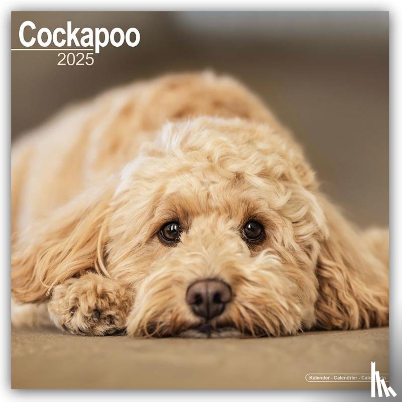 Avonside Publishing Ltd - Cockapoo Square Wall Calendar 2025