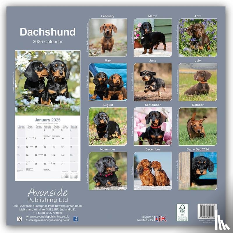 Avonside Publishing Ltd - Dachshund Square Wall Calendar 2025