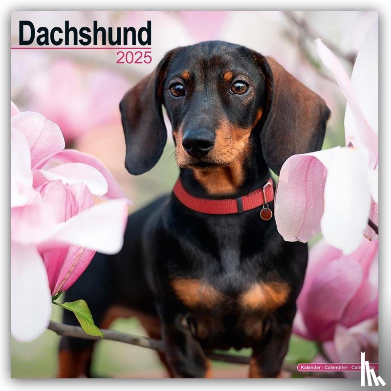 Avonside Publishing Ltd - Dachshund Square Wall Calendar 2025