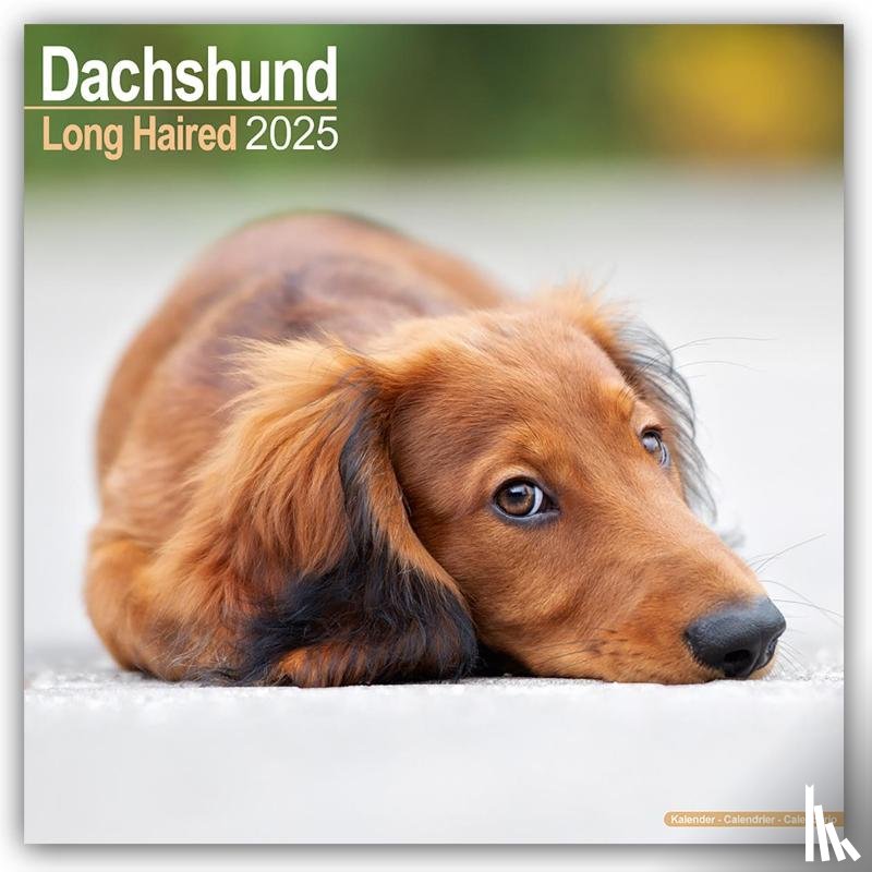 Avonside Publishing Ltd - Dachshund Longhaired Square Wall Calendar 2025