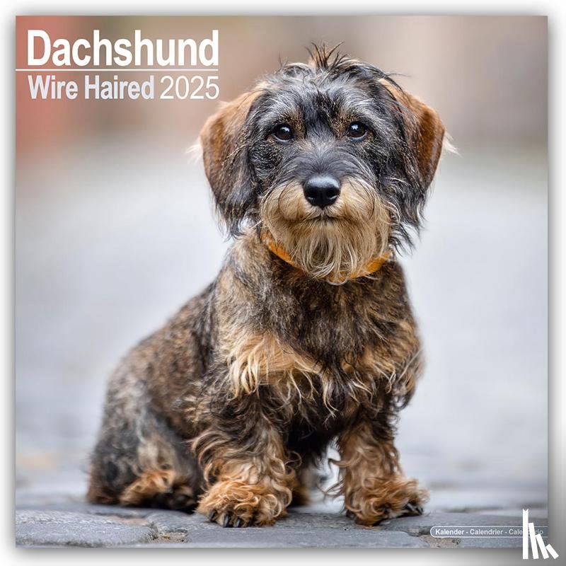 Avonside Publishing Ltd - Dachshunds Wirehaired Square Wall Calendar 2025