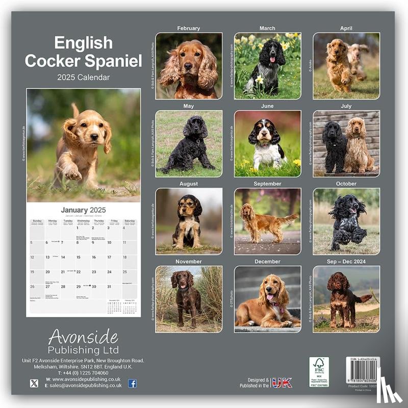 Avonside Publishing Ltd - English Cocker Spaniel Square Wall Calendar 2025