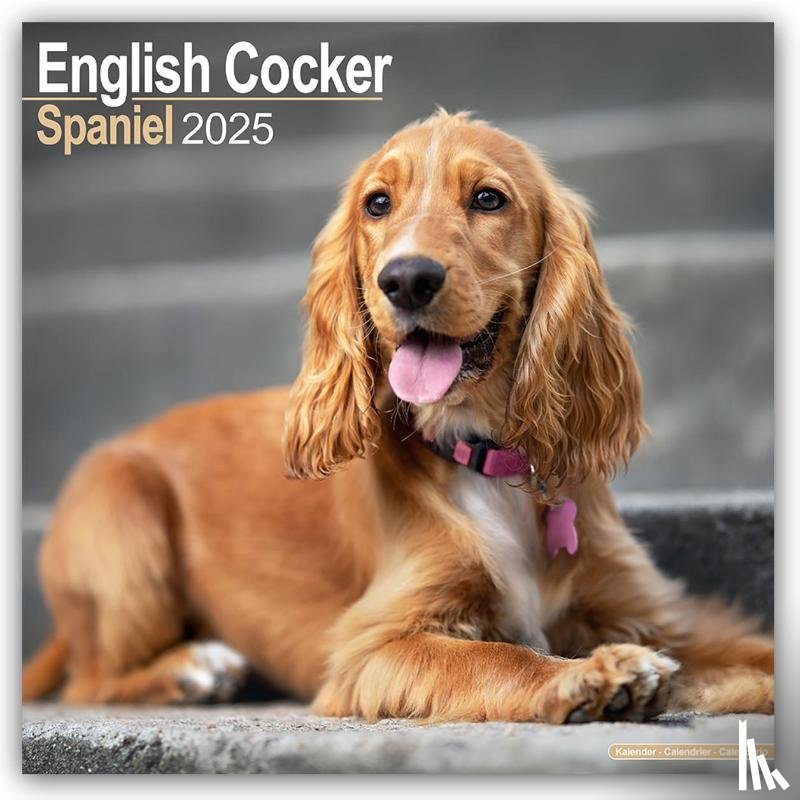 Avonside Publishing Ltd - English Cocker Spaniel Square Wall Calendar 2025