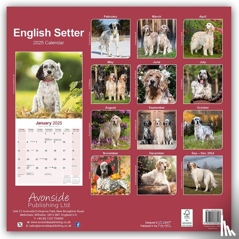 Avonside Publishing Ltd - English Setter Calendar 2025 Square Dog Breed Wall Calendar - 16 Month