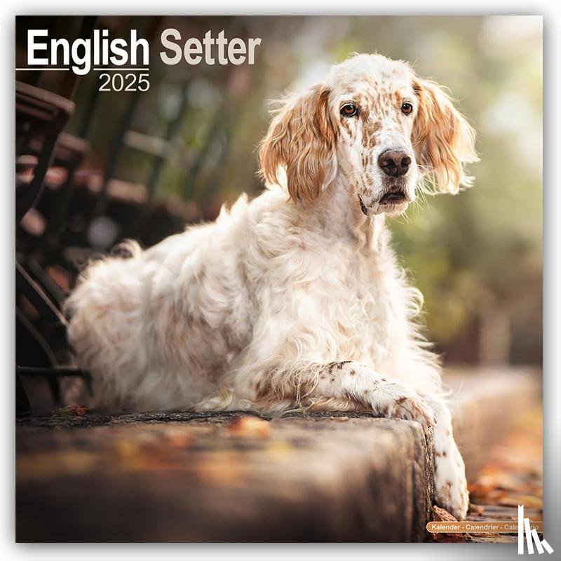 Avonside Publishing Ltd - English Setter Calendar 2025 Square Dog Breed Wall Calendar - 16 Month