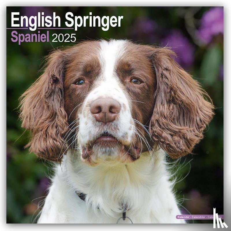 Avonside Publishing Ltd - English Springer Spaniel Square Wall Calendar 2025