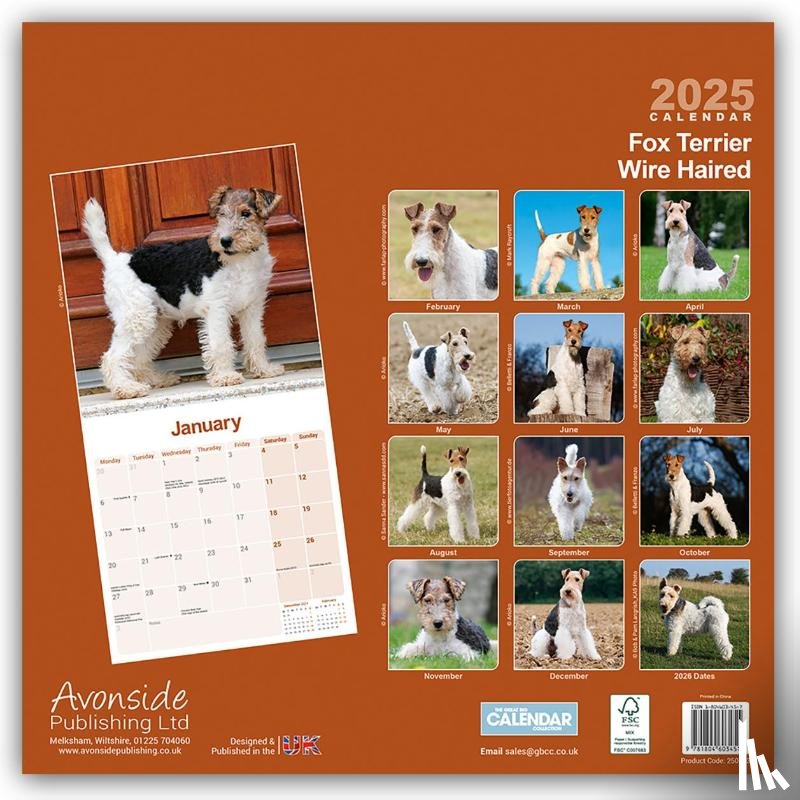 Avonside Publishing Ltd - Fox Terrier Wirehaired Square Wall Calendar 2025