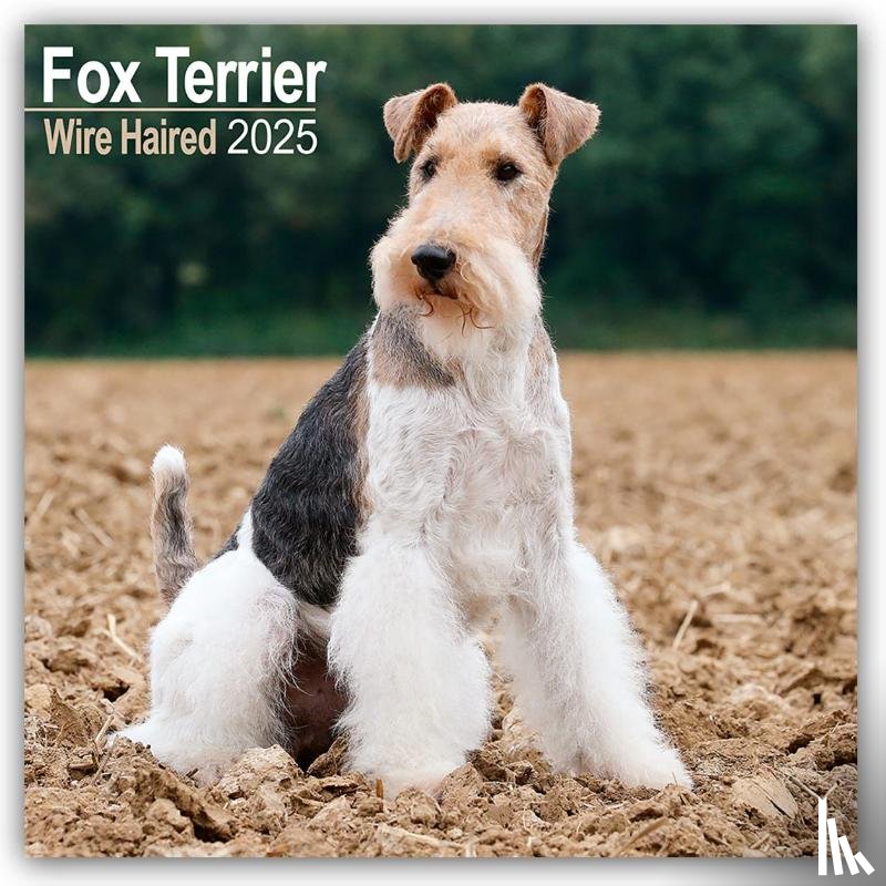 Avonside Publishing Ltd - Fox Terrier Wirehaired Square Wall Calendar 2025
