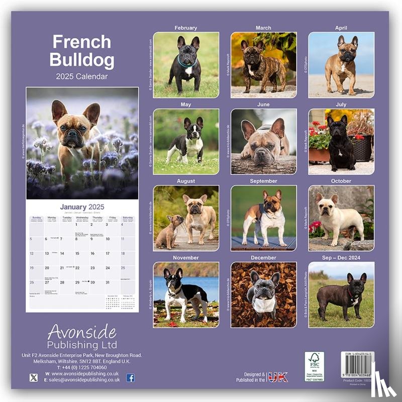 Avonside Publishing Ltd - French Bulldog Square Wall Calendar 2025