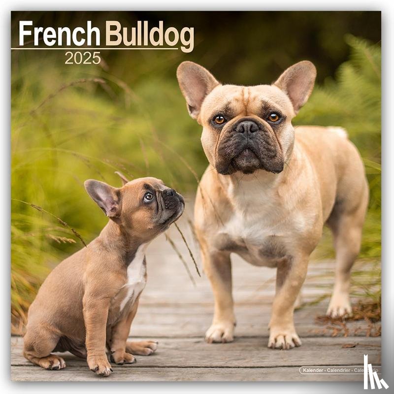 Avonside Publishing Ltd - French Bulldog Square Wall Calendar 2025