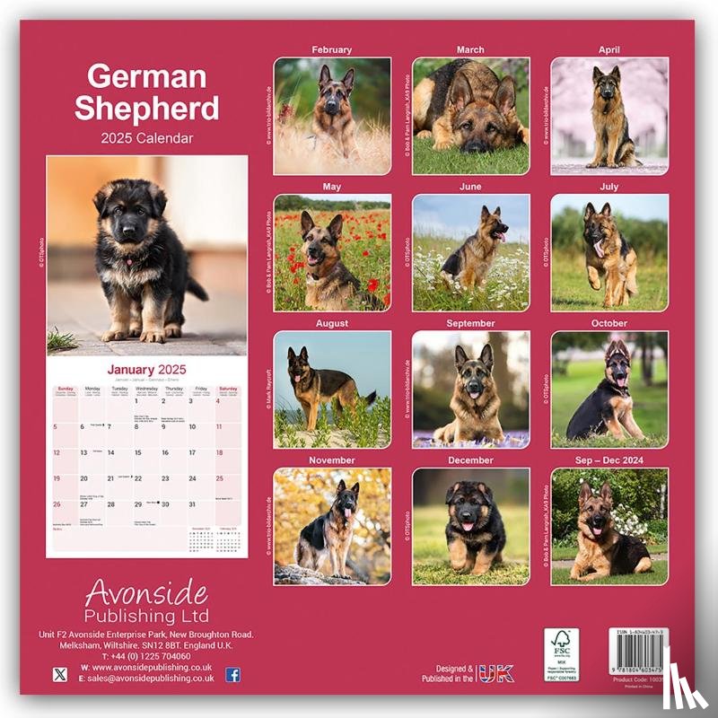 Avonside Publishing Ltd - German Shepherd Square Wall Calendar 2025