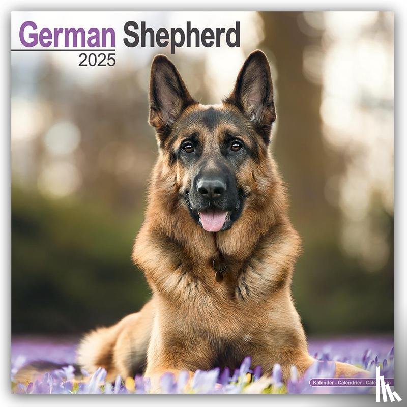 Avonside Publishing Ltd - German Shepherd Square Wall Calendar 2025