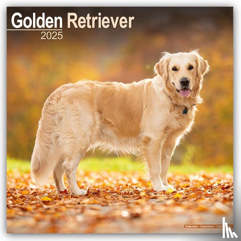 Avonside Publishing Ltd - Golden Retriever Square Wall Calendar 2025