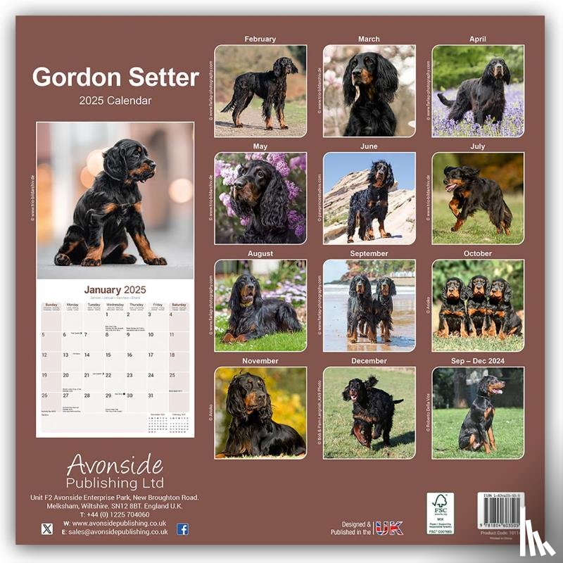 Avonside Publishing Ltd - Gordon Setter Calendar 2025 Square Dog Breed Wall Calendar - 16 Month