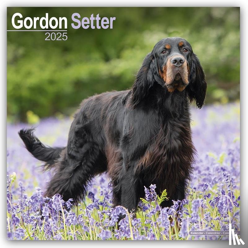 Avonside Publishing Ltd - Gordon Setter Calendar 2025 Square Dog Breed Wall Calendar - 16 Month