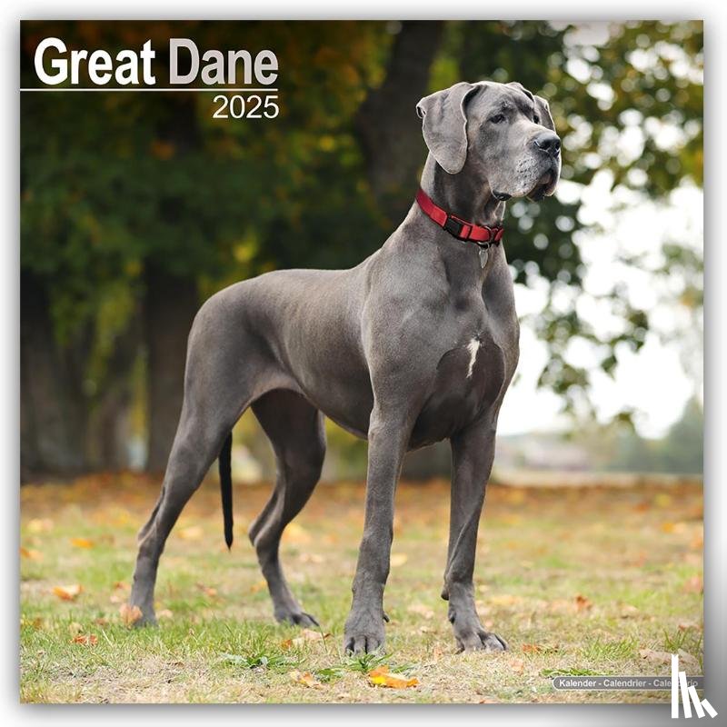 Avonside Publishing Ltd - Great Dane Square Wall Calendar 2025