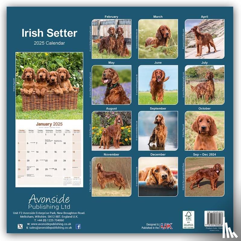 Avonside Publishing Ltd - Irish Setter Square Wall Calendar 2025
