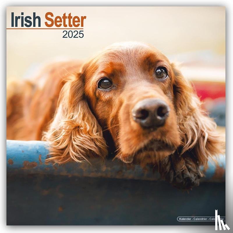 Avonside Publishing Ltd - Irish Setter Square Wall Calendar 2025