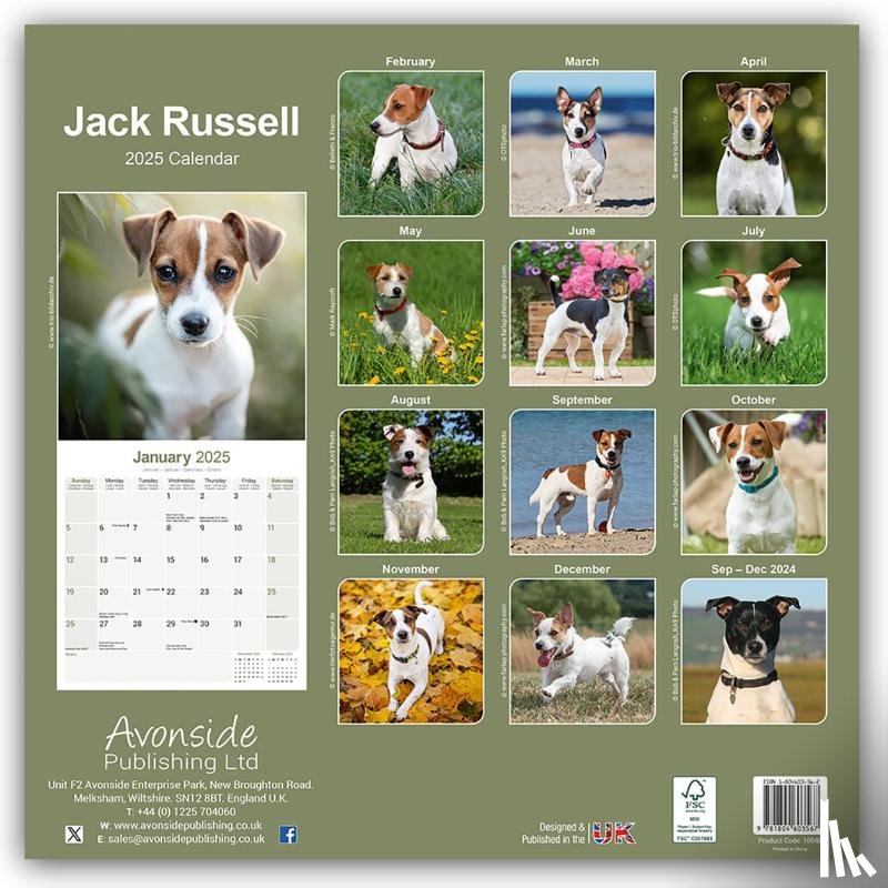 Avonside Publishing Ltd - Jack Russell Square Wall Calendar 2025