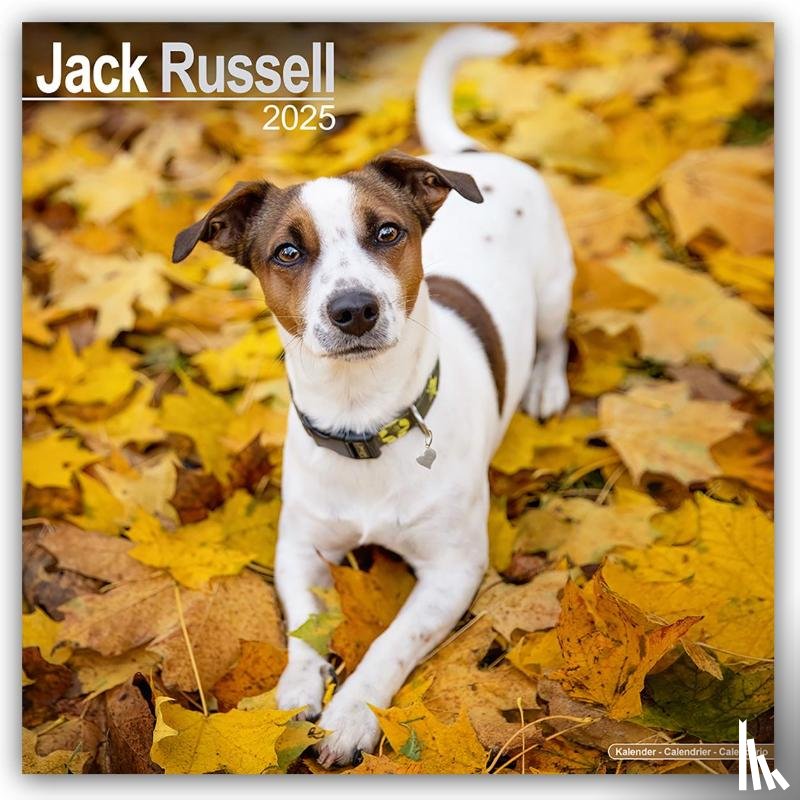 Avonside Publishing Ltd - Jack Russell Square Wall Calendar 2025