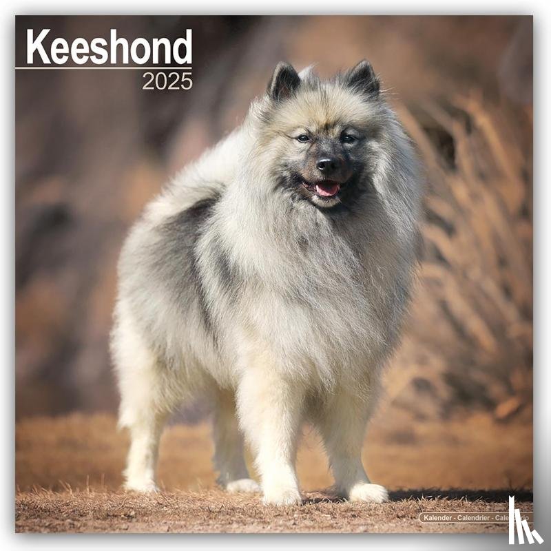 Avonside Publishing Ltd - Keeshond Calendar 2025 Square Dog Breed Wall Calendar - 16 Month