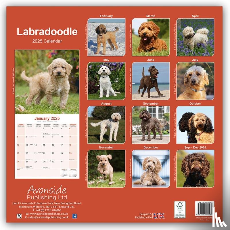 Avonside Publishing Ltd - Labradoodle Square Wall Calendar 2025