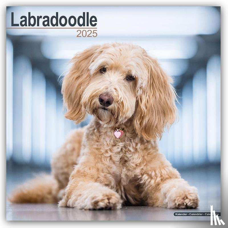 Avonside Publishing Ltd - Labradoodle Square Wall Calendar 2025