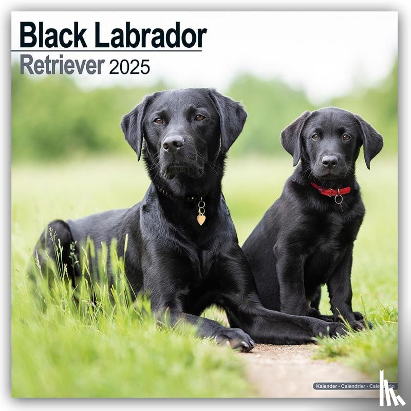 Avonside Publishing Ltd - Labrador Retriever Black Square Wall Calendar 2025