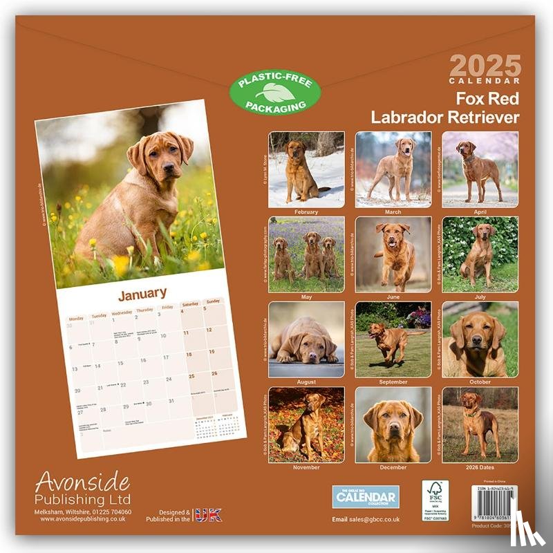 Avonside Publishing Ltd - Fox Red Labrador Retriever Calendar 2025 Square Dog Breed Wall Calendar - 16 Month