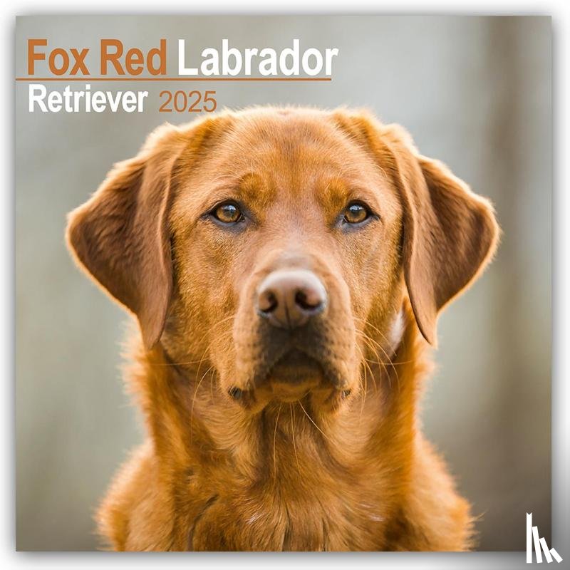 Avonside Publishing Ltd - Fox Red Labrador Retriever Calendar 2025 Square Dog Breed Wall Calendar - 16 Month