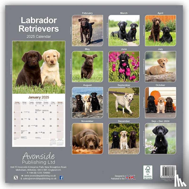 Avonside Publishing Ltd - Labrador Retrievers Square Wall Calendar 2025