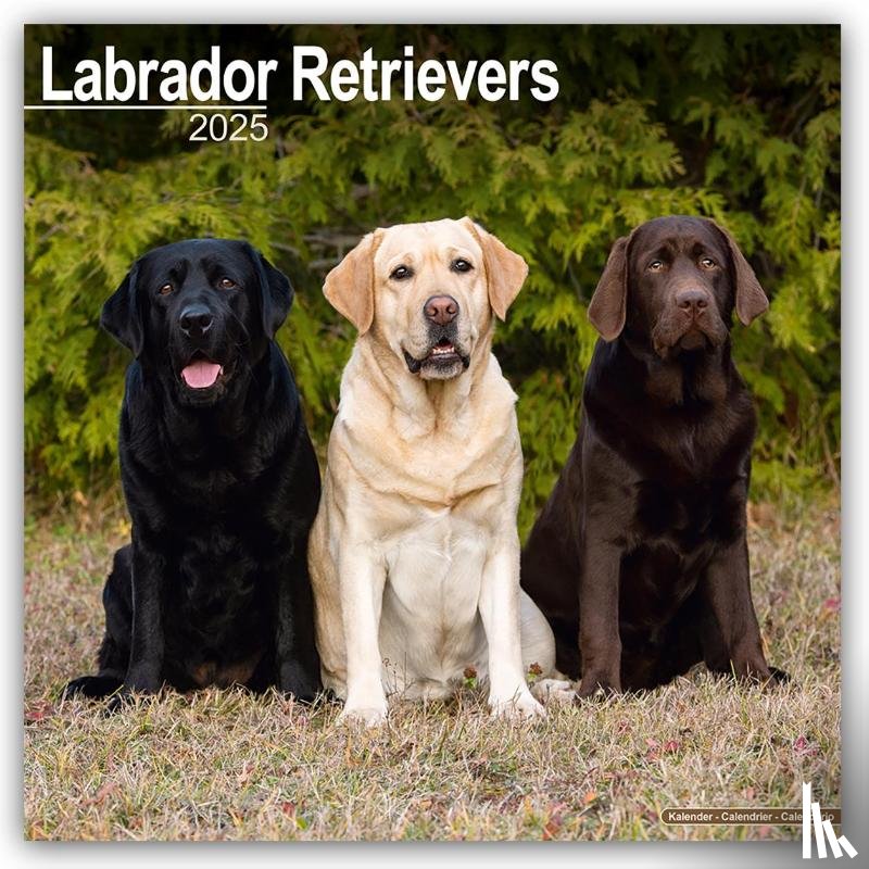 Avonside Publishing Ltd - Labrador Retrievers Square Wall Calendar 2025