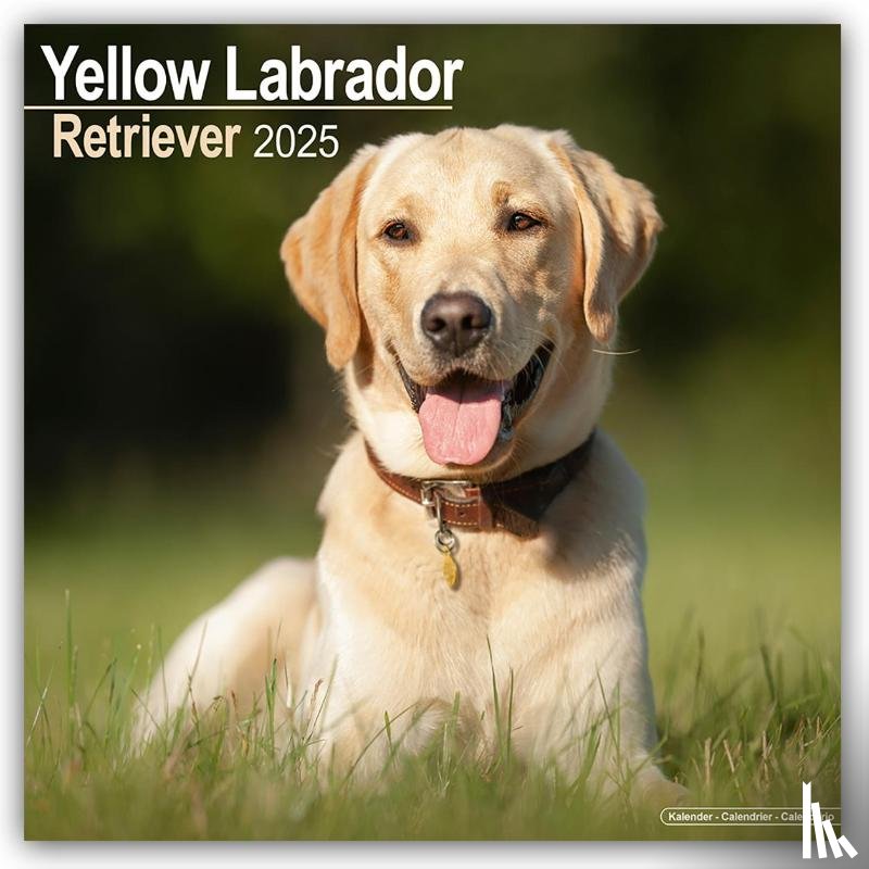 Avonside Publishing Ltd - Labrador Retriever Yellow Square Wall Calendar 2025