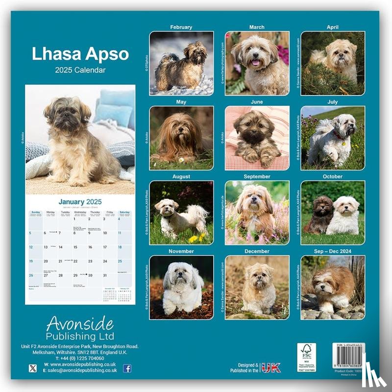 Avonside Publishing Ltd. - Lhasa Apso Square Wall Calendar 2025
