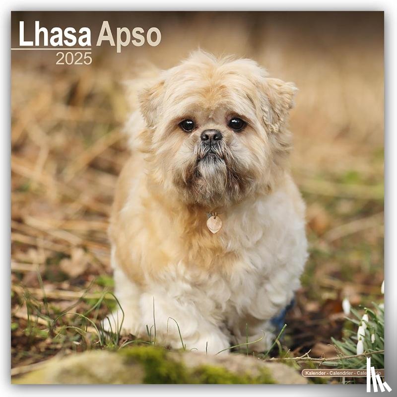 Avonside Publishing Ltd. - Lhasa Apso Square Wall Calendar 2025