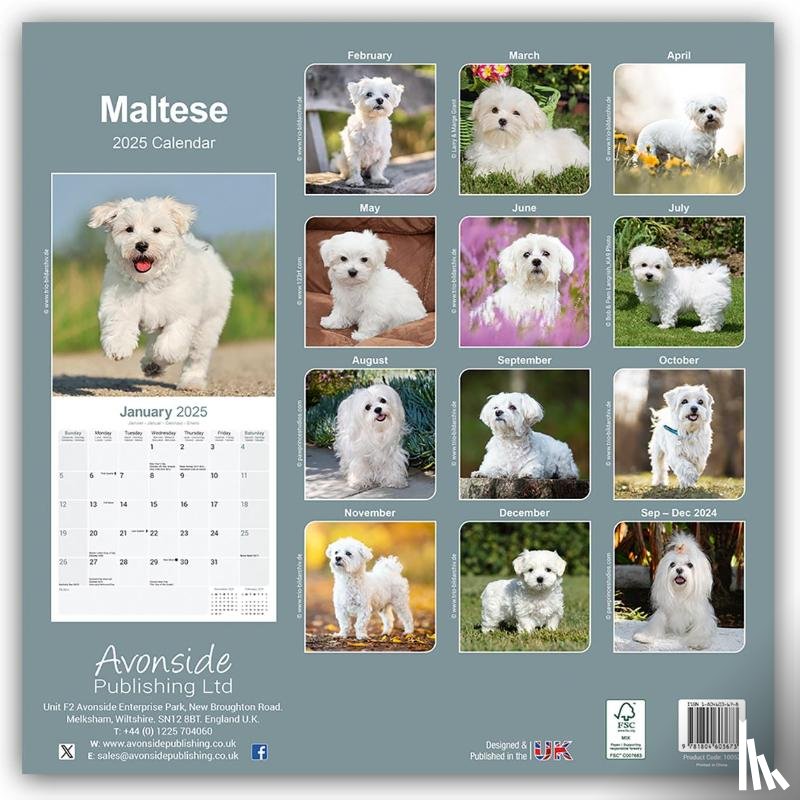 Avonside Publishing Ltd - Maltese Calendar 2025 Square Dog Breed Wall Calendar - 16 Month