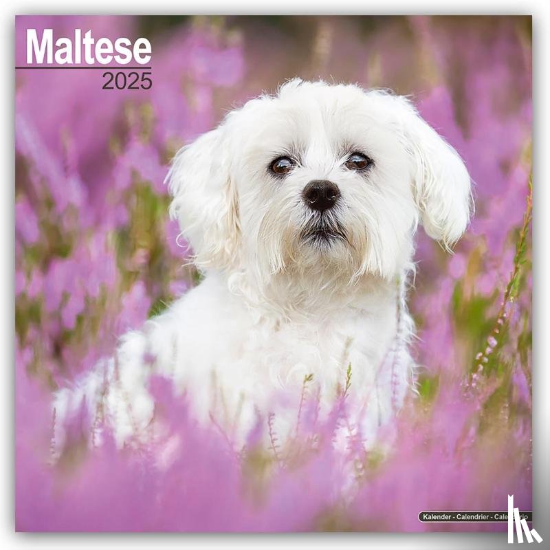 Avonside Publishing Ltd - Maltese Calendar 2025 Square Dog Breed Wall Calendar - 16 Month