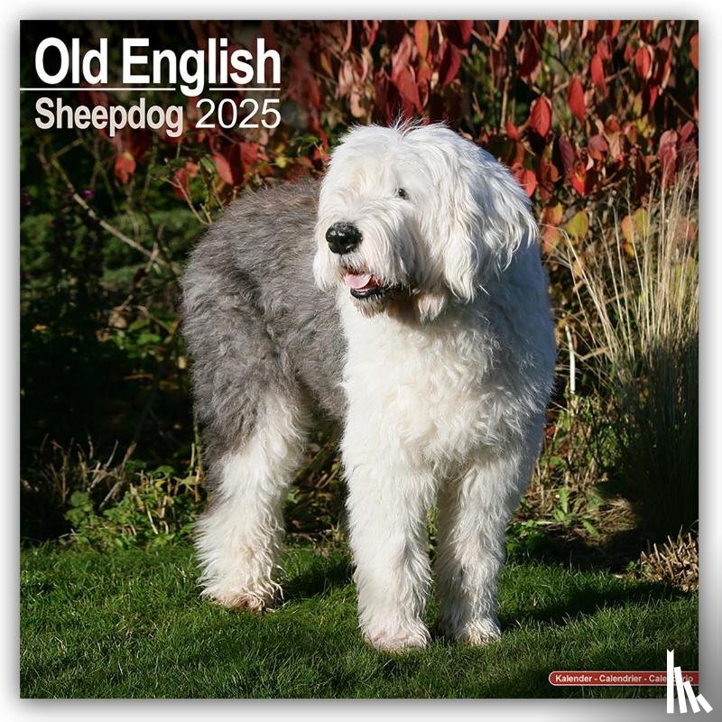 Avonside Publishing Ltd - Old English Sheepdog Square Wall Calendar 2025