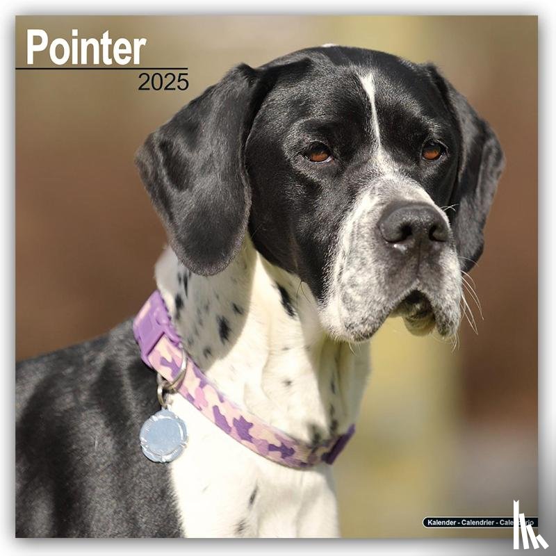 Avonside Publishing Ltd - Pointer Calendar 2025 Square Dog Breed Wall Calendar - 16 Month