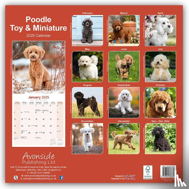 Avonside Publishing Ltd - Poodle, Toy & Miniature Square Wall Calendar 2025